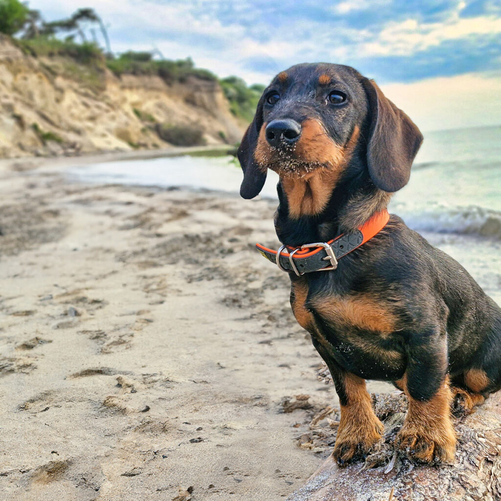 Urlaub mit Hund am Bakenberg - Der Strand Bakenberg ist hundefreundlich